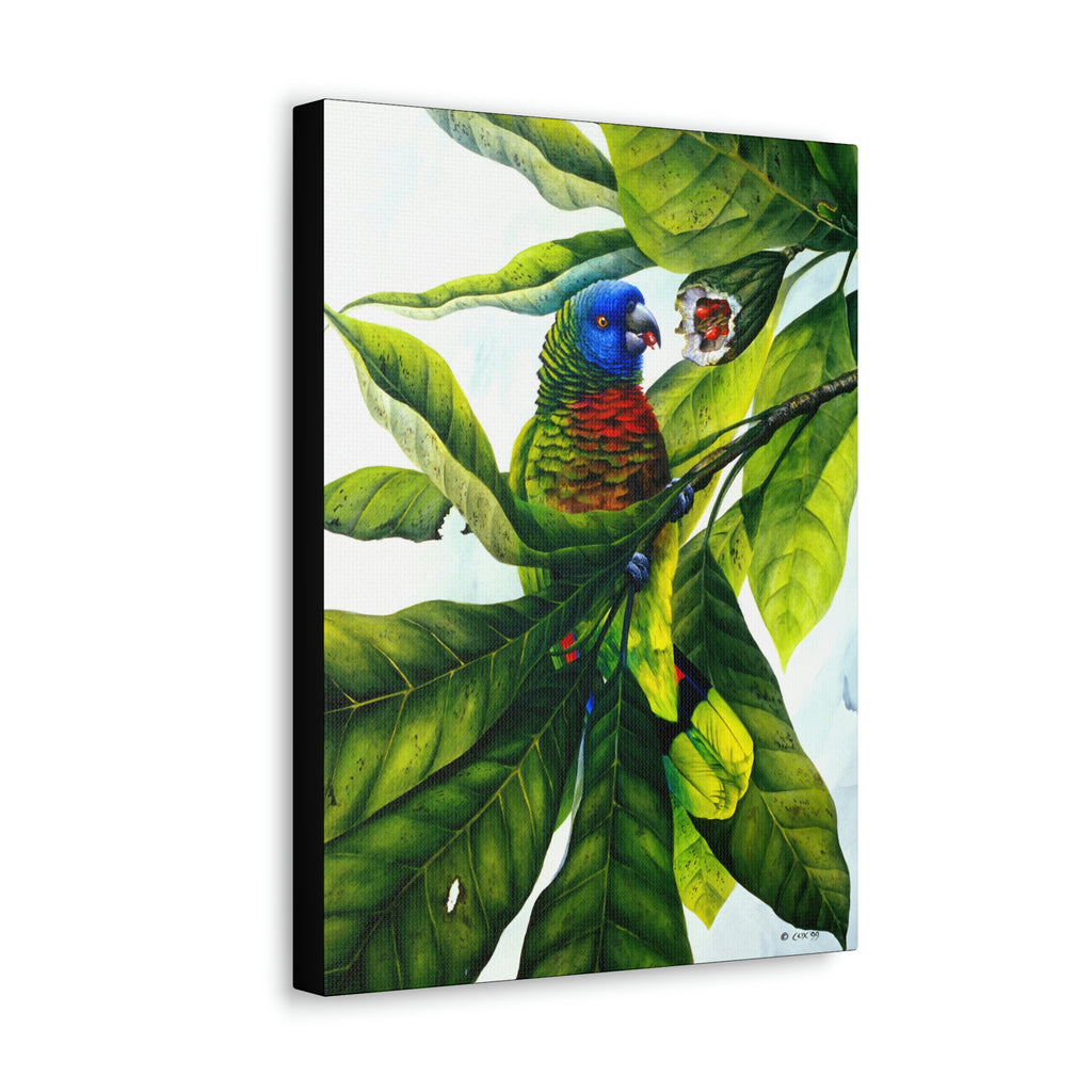 Canvas Wall Art, Saint Lucia Parrot & Bwapen Mawon, Parrot Art, Tropical Bird Art