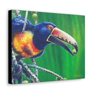 Canvas Wall Art, Collared Aracari, Tropical Birds, Panama Bird Art, Toucans, Wildlife Art