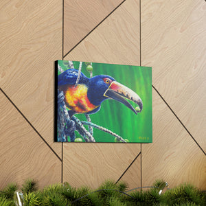 Canvas Wall Art, Collared Aracari, Tropical Birds, Panama Bird Art, Toucans, Wildlife Art