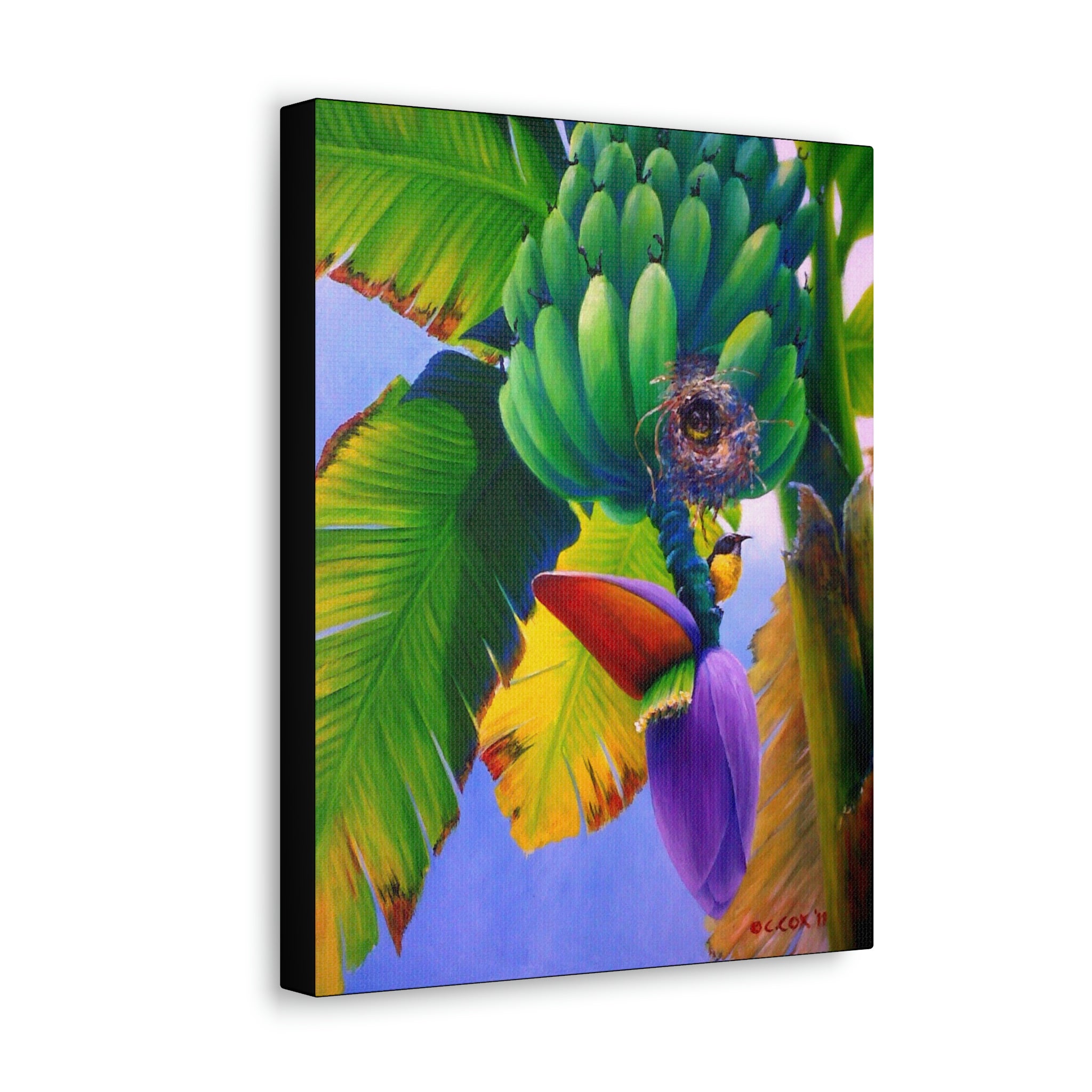 Canvas Wall Art, Bananaquit in Banana Tree, Tropical Bird Art, Caribbean Art, St Lucian Art