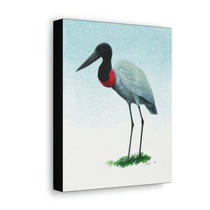 Canvas Wall Art, Jabiru, Bird Art, Wildlife Art, Tropical Birds, Caribbean Art